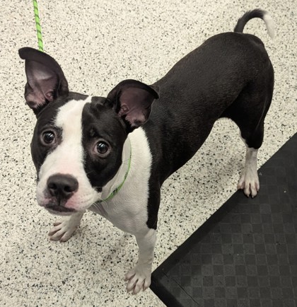 Shelter Stray Female Dog last seen Atlanta, GA 30310, Atlanta, GA 30336