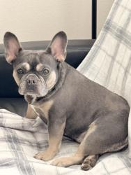 Reunited Female Dog last seen Near Calmont Ave, Fort Worth, TX 76107, USA, Fort Worth, TX 76107