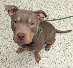 Shelter Stray Male Dog last seen Atlanta, GA 30318, Atlanta, GA 30336