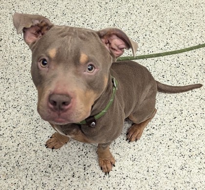 Shelter Stray Male Dog last seen Atlanta, GA 30318, Atlanta, GA 30336