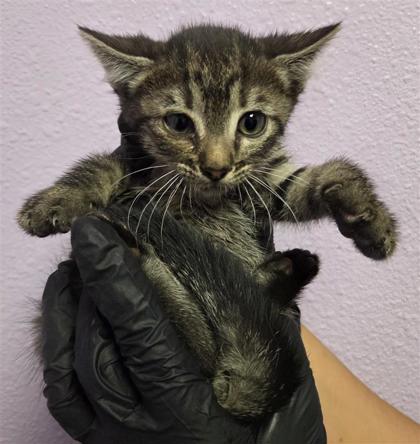 Shelter Stray Female Cat last seen El Paso, TX 79932, Fort Bliss, TX 79906