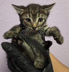 Shelter Stray Female Cat last seen El Paso, TX 79932, Fort Bliss, TX 79906