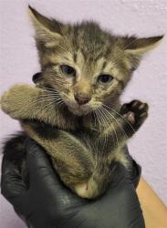 Shelter Stray Male Cat last seen El Paso, TX 79932, Fort Bliss, TX 79906