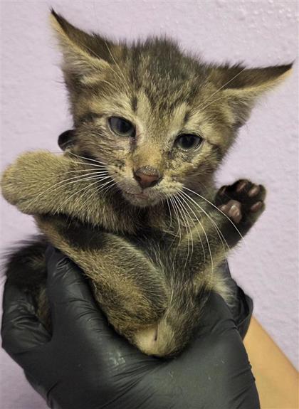 Shelter Stray Male Cat last seen El Paso, TX 79932, Fort Bliss, TX 79906