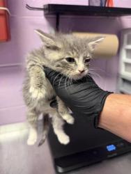 Shelter Stray Male Cat last seen Near JONATHAN RAUL, COUNTY of El Paso, TX, Fort Bliss, TX 79906