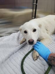 Shelter Stray Female Dog last seen North Charleston, SC 29406, North Charleston, SC 29406