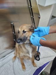 Shelter Stray Female Dog last seen Ravenel, SC 29470, North Charleston, SC 29406