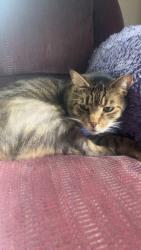 Lost Male Cat last seen Moriarty Road, Ware, MA 01082