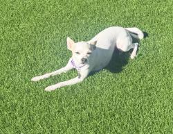 Lost Female Dog last seen Vista lejana ln, La Cañada Flintridge, CA 91011