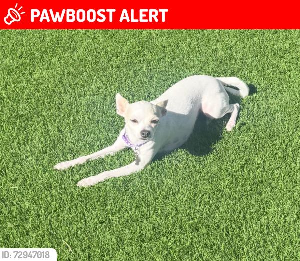 Lost Female Dog last seen Vista lejana ln, La Cañada Flintridge, CA 91011