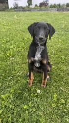 Shelter Stray Female Dog last seen Fall Creek, WI 54742, Eau Claire, WI 54701