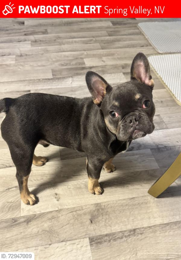 Lost Male Dog last seen Tropicana and jones , Spring Valley, NV 89103