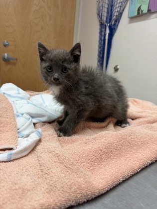Shelter Stray Female Cat last seen Carmichael, CA 95608, Sacramento, CA 95828