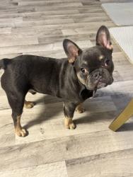 Lost Male Dog last seen Tropicana and jones , Spring Valley, NV 89103