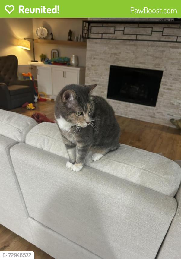 Reunited Female Cat last seen 111th and Mingo, Broken Arrow, OK 74011