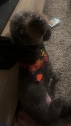 Lost Male Dog last seen Bannon creek truxel west el camino pebble wood , Sacramento, CA 95833
