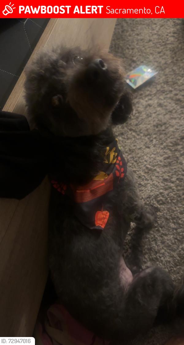 Lost Male Dog last seen Bannon creek truxel west el camino pebble wood , Sacramento, CA 95833