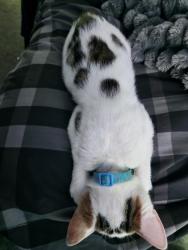 Lost Male Cat last seen Hillside drive, New Edlington, England DN12
