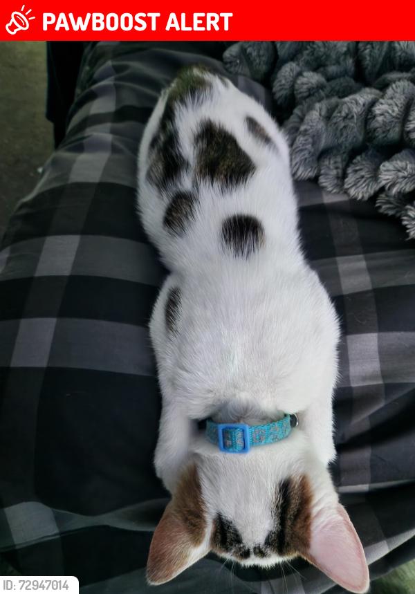 Lost Male Cat last seen Hillside drive, New Edlington, England DN12