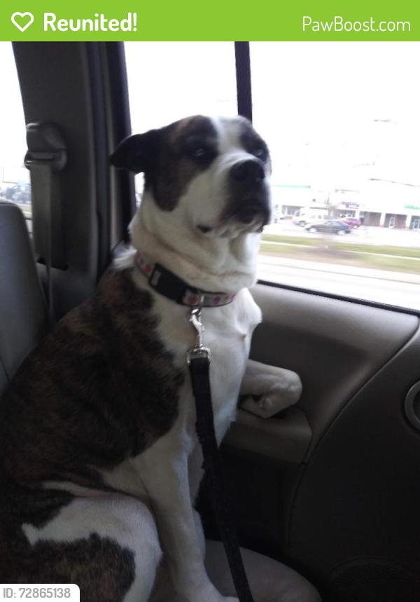Reunited Female Dog last seen groesbeck and 9 mile, Warren, MI 48089