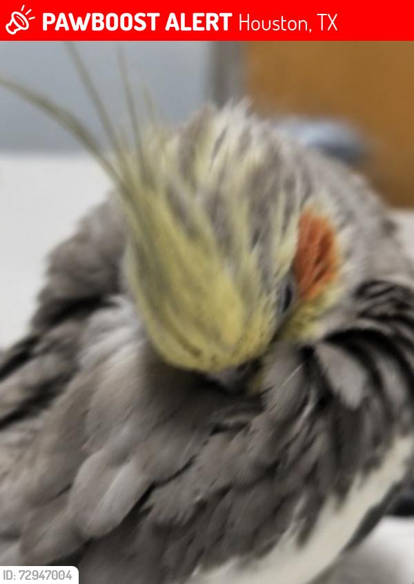 Lost Female Bird last seen Tully St and Still meadow Dr, Houston, TX 77079