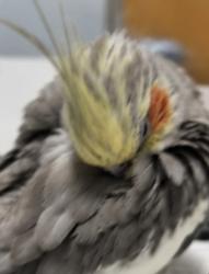 Lost Female Bird last seen Tully St and Still meadow Dr, Houston, TX 77079