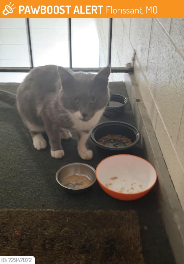Found/Stray Male Cat last seen River chase apmts in Florissant , Florissant, MO 63031