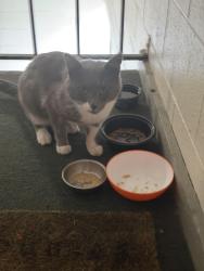 Found/Stray Male Cat last seen River chase apmts in Florissant , Florissant, MO 63031