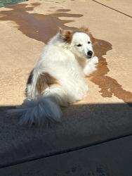 Reunited Male Dog last seen Aggazzotti rd & Colonbero rd, Etiwanda, CA 91739