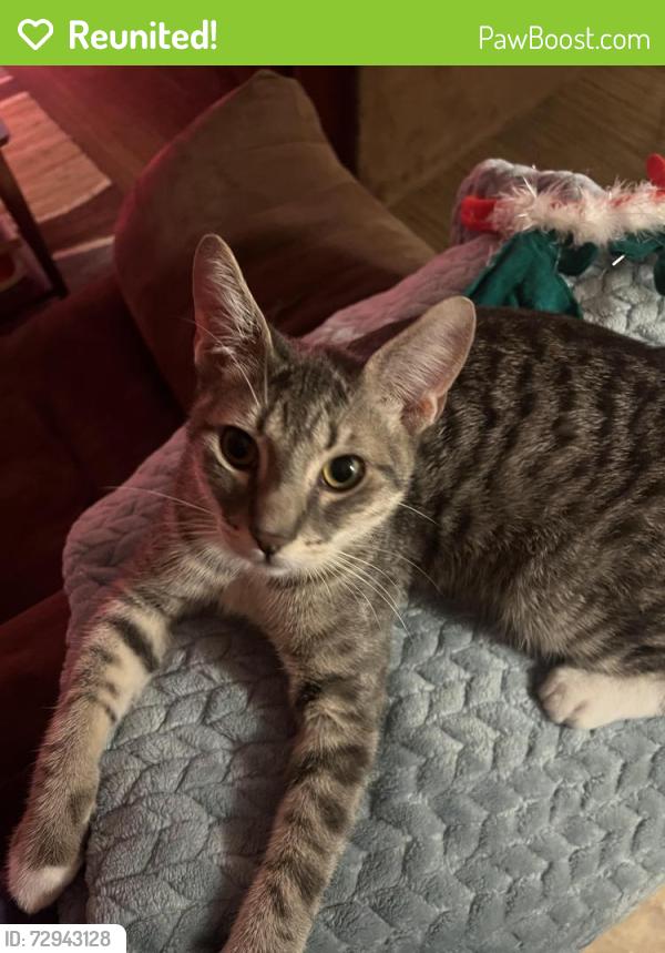 Reunited Male Cat last seen Near 1st street Gaston Oregon , Gaston, OR 97119