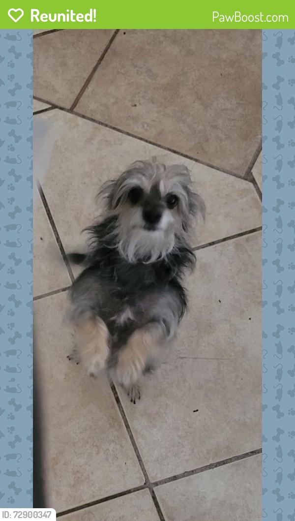 Reunited Female Dog last seen Indios and boulder , Las Vegas, NV 89121