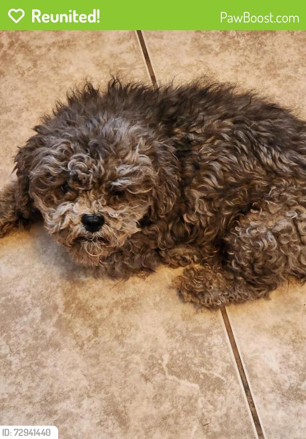 Reunited Male Dog last seen Washington & mojave , Las Vegas, NV 89101