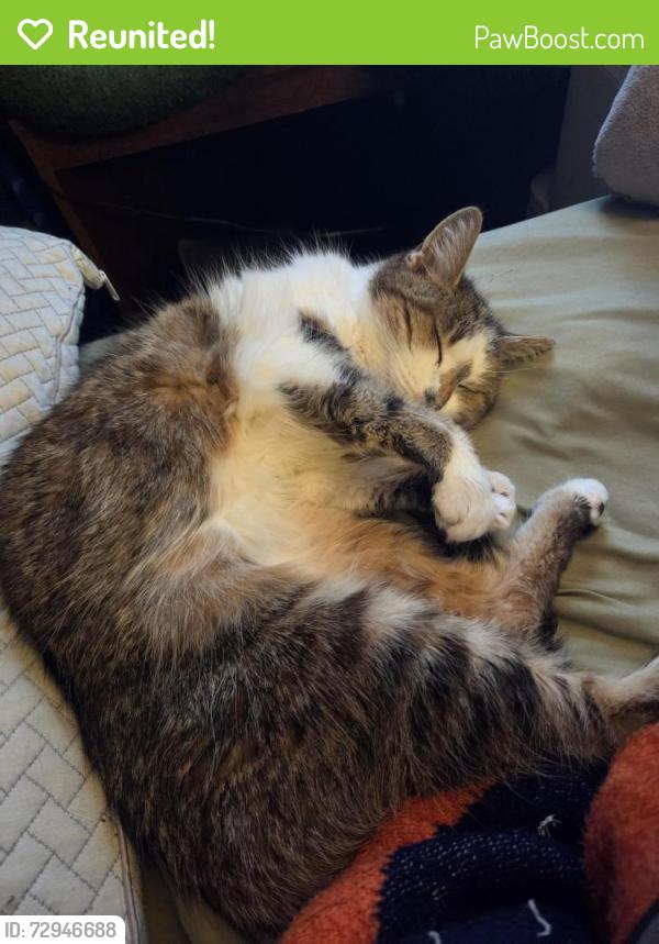 Reunited Female Cat last seen 99th and Kostner, Oak Lawn, IL 60453