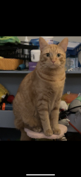 Reunited Male Cat last seen Maryland Ave, Altoona, PA 16602