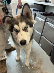 Shelter Stray Male Dog last seen Near W 800 N, SALT LAKE CITY, UT, 84116, Taylorsville, UT 84123
