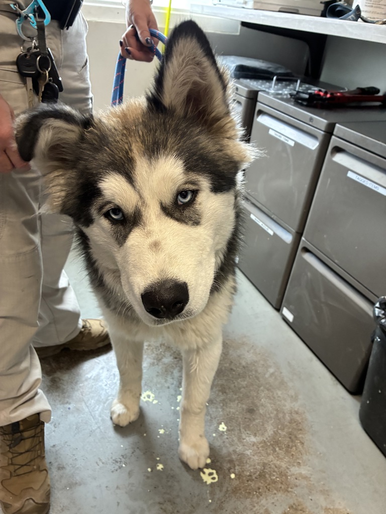Shelter Stray Male Dog last seen Near W 800 N, SALT LAKE CITY, UT, 84116, Taylorsville, UT 84123