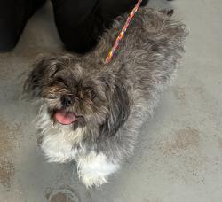 Shelter Stray Female Dog last seen Near S 300 W, MURRAY CITY, UT, 84107, Taylorsville, UT 84123