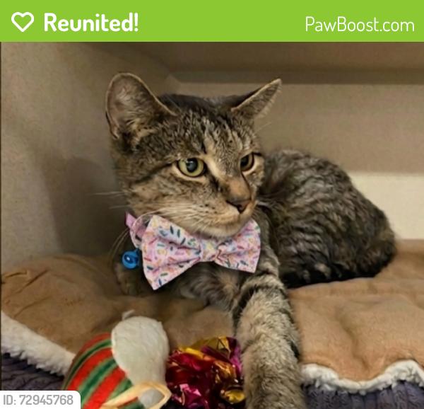 Reunited Female Cat last seen King Ave and Minniford Ave, The Bronx, NY 10464