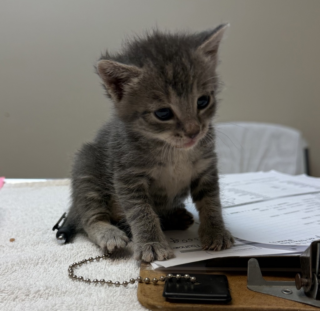 Shelter Stray Female Cat last seen Dana Circle, LIVERMORE, CA, 94550, 8323 Baldwin St, Oakland, CA 94621, USA