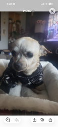 Lost Female Dog last seen Longmore and university Mesa Az , Mesa, AZ 85201