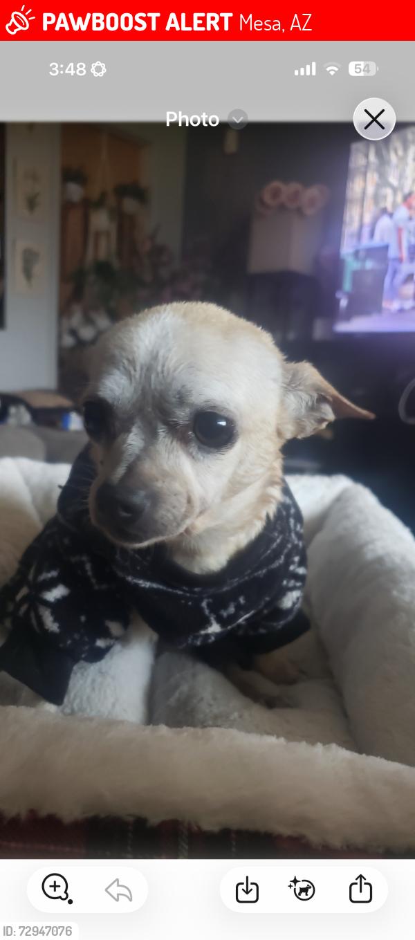 Lost Female Dog last seen Longmore and university Mesa Az , Mesa, AZ 85201