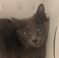 Shelter Stray Female Cat last seen W 65TH AVE / WELCH ST, Arvada, CO, 80004, Golden, CO 80401
