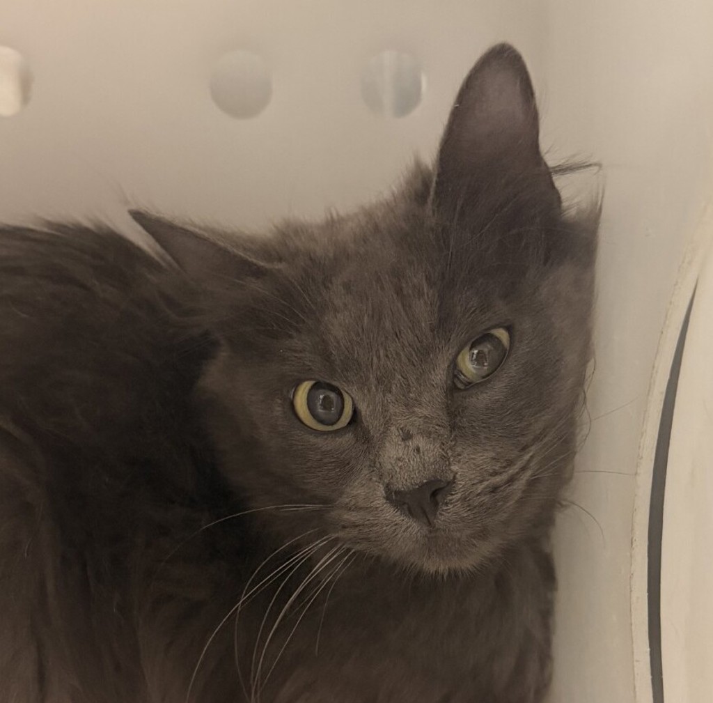 Shelter Stray Female Cat last seen W 65TH AVE / WELCH ST, Arvada, CO, 80004, Golden, CO 80401