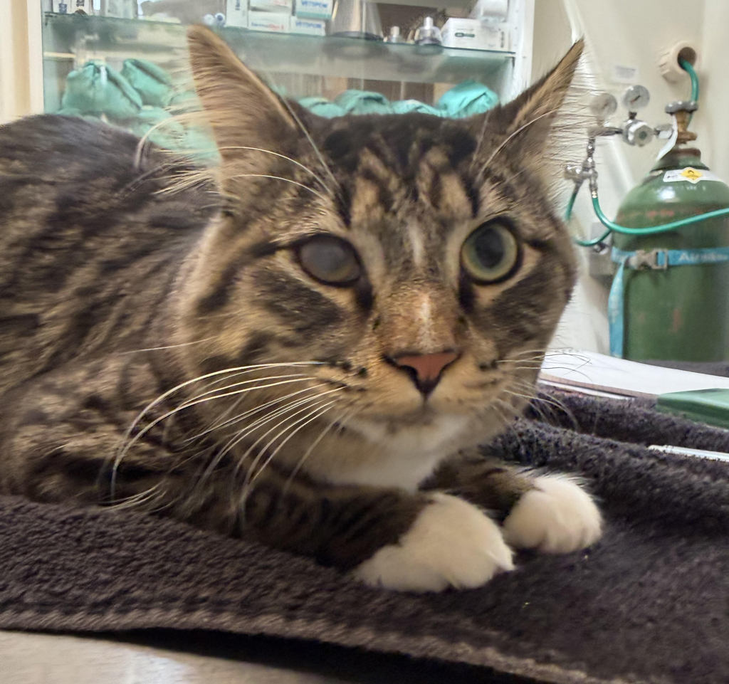 Shelter Stray Male Cat last seen SE 190th / SE Division, PORTLAND, OR, 97266, Troutdale, OR 97060