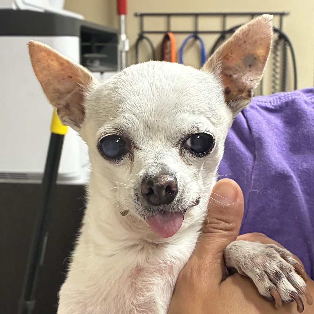 Shelter Stray Female Dog last seen Burnside / Walula, GRESHAM, OR, 97030, Troutdale, OR 97060