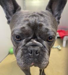 Shelter Stray Male Dog last seen Near Woodland Parkway, San Marcos, CA, 92069, Escondido, CA 92027