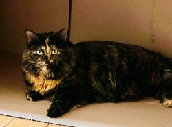 Lost Female Cat last seen Ivy Brook Court. In Adam’s Farm Neightborhood, Greensboro, NC 27407