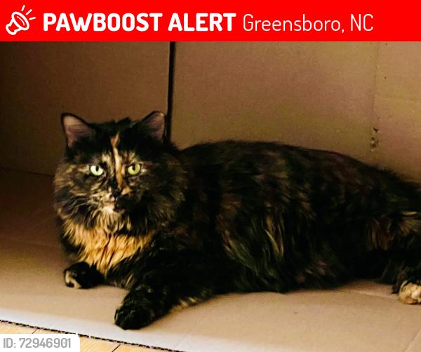 Lost Female Cat last seen Ivy Brook Court. In Adam’s Farm Neightborhood, Greensboro, NC 27407