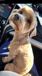 Reunited Male Dog last seen Near Marble Street, West Richland, WA 99353