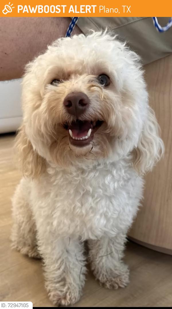 Found/Stray Male Dog last seen Park & Ridgewood, Plano, TX 75074